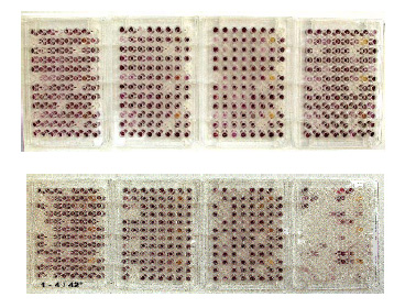 Figur 4.5 Biolog EcoPlates inokuleret med suspension fra dampbehandlet overjord indsamlet september 2002. Øverst fire plader er inkuberet ved 20°C de fire nederste ved 42°C. Rækkefølgen af plader er fra venstre 140, 141, 142 samt referencejord