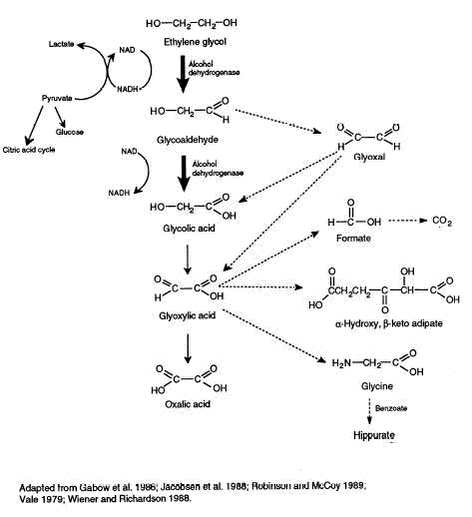 Figure 2.2. Metabolic pathway of oxidation of ethylene glycol. From ATSDR (1997).