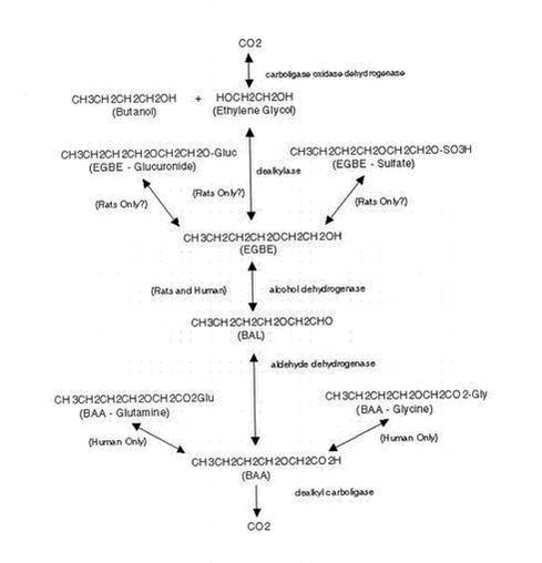 Figure 2.2. Proposed metabolic pathway for EGBE in rats and humans. From EPA (1999 – adapted from Medinsky et al. 1990 and Corley et al. 1997).