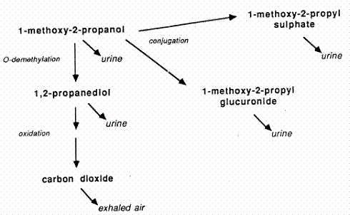 Figure 1. Proposed metabolism for 2PG1ME (modified from A&H 1990).