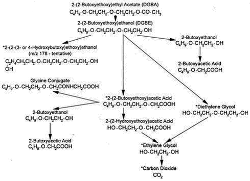 Figure 2.1. A proposed metabolic pathway for DEGBEA in the rat according to Deisinger & Guest (1989 –from DECOS 1996).