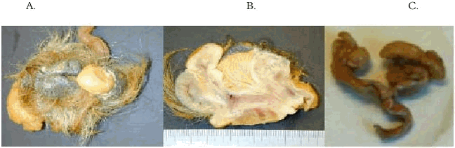 Figure 6.2.1. External and internal genitalia from the female pseudohermaphrodite polar (formaldehyde-alcohol-preserved) bear shot in central east Greenland (Scoresby Sound) 1999. A.The external genitalia (note the megaclitoris). B. Cross-section of the external genitalia (note the spongious/cartilage tissue from the os ischiaticus into the clitoris). C. The internal organs showing normo-anatomical functional ovaries, salphinx, corni uteri and corpus uterus. Bar indicates cm.