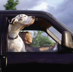 dog in a car