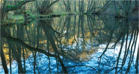 trees by a lake