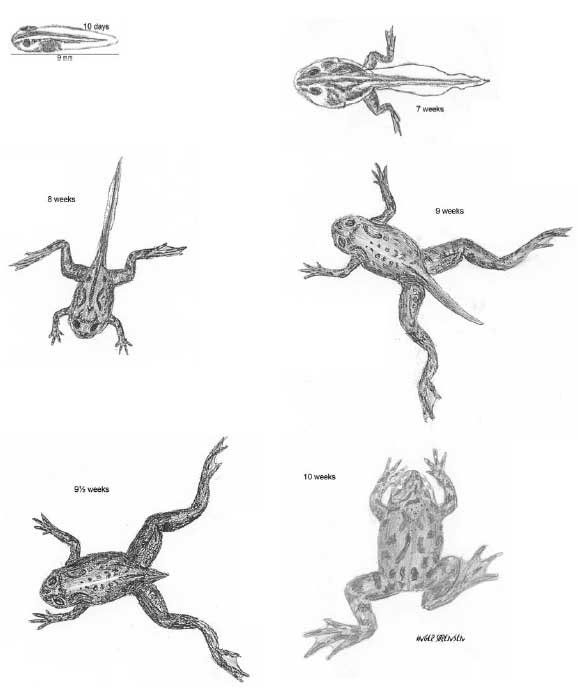 Figure 2.1 Different stages of Bombina bombina