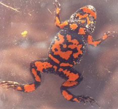 Figure 1.1 The highly specific belly pattern of Bombina bombina can be used to recognize individuals in a population.
