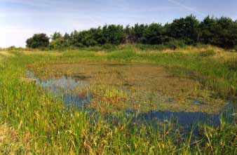 Figure 1.2 Example of a good Bombina bombina pond (pond P3)