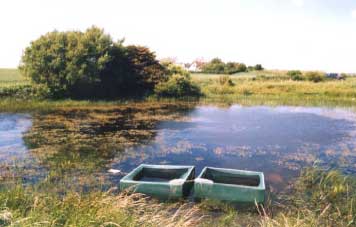 Figure 4.17: Pond P1 in 1995. Photo taken from the southwest