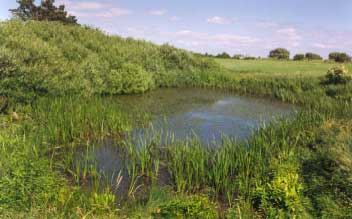 Figure 4.18 Pond P2 in 1992. Photo taken from the west
