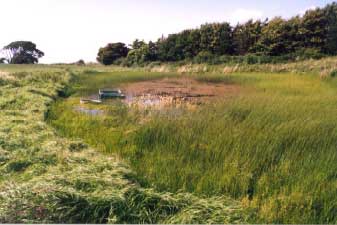 Figure 4.19: Pond P3 in 1995. Photo taken from the southeast