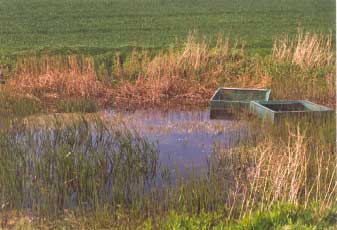 Figure 4.20 Pond P4 in 1993. Photo taken from the east