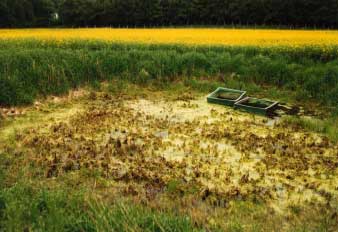 Figure 4.25: Pond P8 in 1995. High concentrations of herbicides were found in 1994 and 1995 and the Sparganium erectum died in 1995 . Photo taken from the north