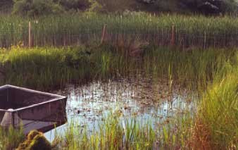 Figure 4.27 Pond P10 in 1993. Photo taken from the southeast