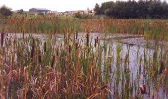 Figure 4.28 Pond P11 in 1993. Photo taken from the southeast