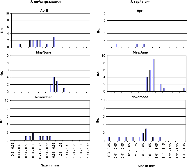 Figure. 4.5. Size of larvae, measured as width of head capsule, of Strophosoma melanogrammum (left) and S. capitatum (right) collected at different times of the year from the soil of a greenery stand of Abies procera.