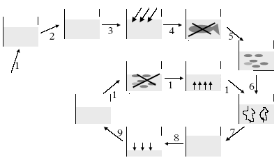 Figure 5.1. Schematic representation of the ecological chain effects as a result of the increase with nutrients or eutrophication of lakes (reproduced from Kristensen and Hansen 1994). See below text for an explanation of the arrows.