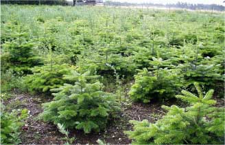 Fig. 3.1. Normann firs in a typical stand.