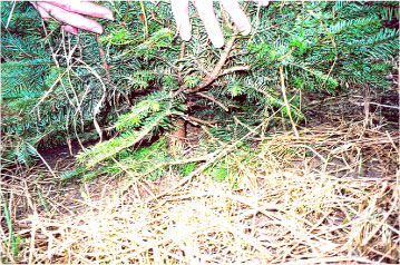 Fig. 6.7. Some low-sitting branches of a Normann fir has been cut off.