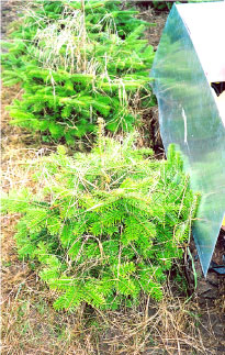 Fig. 6.8. Long weed plants that had grown up through the trees were held back by the branches although they were cut near the ground. This problem would not occur if weeding was done regularly.
