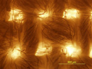 Figure 4.1 Optical microskope image of the undyed cotton fabric.