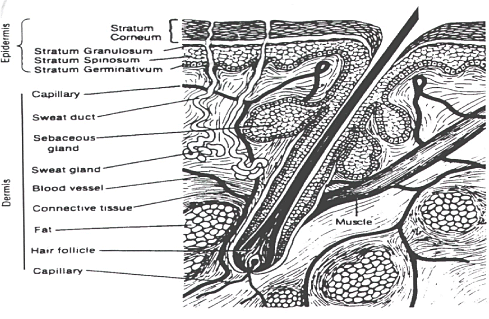 stratum germinativum