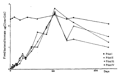Figur 3.3 Kolonisering af GAC filtre mlt ved <NOBR><SUP>14</SUP>C-glucose</NOBR> omstning. Pilot IV er et referenceanlg, hvor biomassen befinder sig i den stationre fase (Servais et al., 1994). (5 Kb)