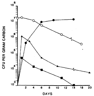 Figur 3.5 Kolonisering og overlevelse af enterotoksisk E. coli i GAC kolonner. 