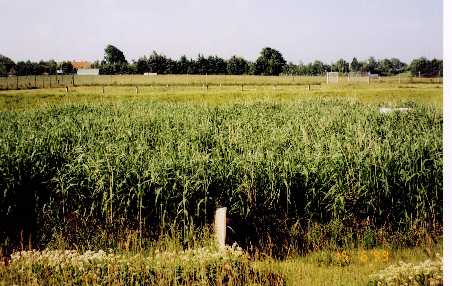 image212.jpg (404026 bytes)