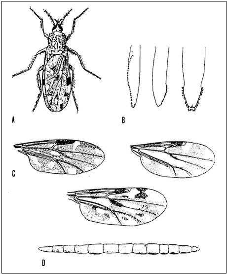 A. Mitte (Culicoides nubeculosus). B. Munddele af Culicoides-hun, fra venstre: maxil, mandibel, spytklinge. C. Vinger af Culicoides fra venstre: C. odibilis, C. obsoletus, C. punctatus. D: Larve af C. nubeculosus. (Efter Nielsen & Christensen, 1975).