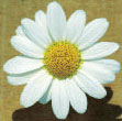 img11.jpg (4920 bytes)