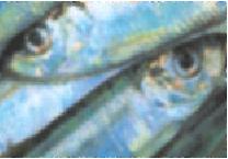 Fisk