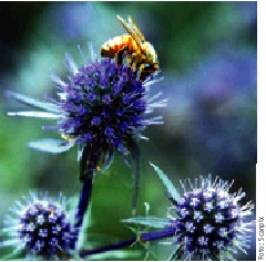 Billede af blomster