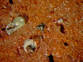 Figur G.31. Prøve D Sønderskov – glassand 1050ºC Synsflade – Forstørrelse 24x