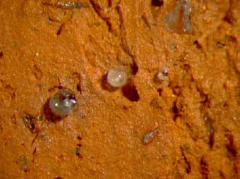 Figur G.3. Prøve A Hammershøj – glassand 1000ºC Synsflade – Forstørrelse 24x