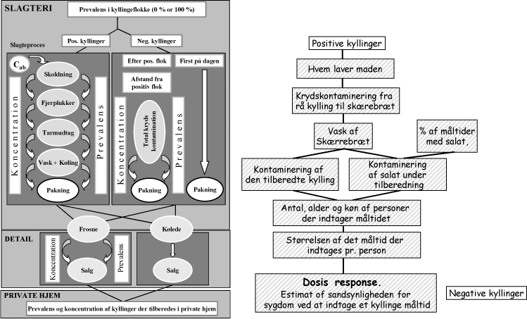 Figur 5 Skematisk diagram over de to risikomodeller. Risikoen for sekundære infektioner er medtaget i form af krydskontamineringer.