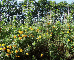 Figur 4.1-2. Tagetes erecta vokser til bestemmelse igennem de nederste grene