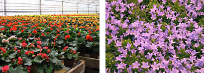blomster