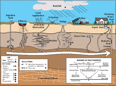 Figur 3.9 Forskellige transportmåder for bakterier fra terræn til grundvandsmagasiner, fra Azadpour-Keeley et al., 2005.