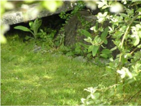 Foto: Brønd ligger i have ved græsplæne i staudebed