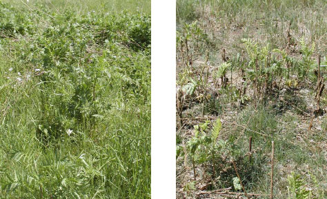 Figur 3.31. Glyphosateffekt på etableret vegetation. Usprøjtet plot (venstre) og plot sprøjtet med 360 g glyphosat pr. ha (højre) 2 uger efter sprøjtning.