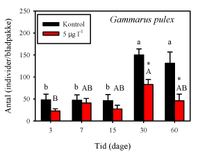 Fig. 3.1.7. Antallet af Gammarus pulex i bladpakkerne fra Stavis Å. Inden udlægning var de eksponerede blade blevet udsat for en 90 min eksponering for 5 µg lambda-cyhalothrin l-¹. Bogstaver (små for kontrolgruppen og store for den eksponerede gruppe) angiver forskellene mellem de forskellige prøvetagningsdage inden for samme gruppe, således at tidspunkter, der ingen bogstaver har tilfælles, er signifikant forskellige. En asterisk angiver en signifikant forskel mellem kontrolgruppen og den eksponerede gruppe på den givne dag. (Gennemsnit±SEM, n=10).