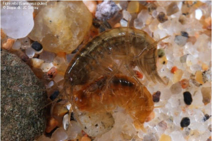 Par af Gammarus pulex – et af de almindeligste dyr i danske vandløb, i forsøgsrenderne i Lemming, og anvendt i projektets forskellige laboratorieforsøg.
