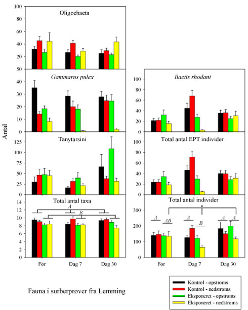 Fig. 3.1.11. Fauna i surberprøverne fra de store strømrender i Lemming. Det totale antal taxa, det totale antal individer, samt individtallet for udvalgte arter/taxa forekommende i mindst 75% (=135 prøver) af prøverne med et samlet individtal i alle prøver på mindst 1000 individer. Eksponerede render blev på dag 0 udsat for en 90 min.’s eksponering for 5 µg lambda-cyhalothrin l-¹. Statistisk analyse blev kun udført for det totale antal taxa og det totale antal individer. For antal taxa angiver bogstaverne, at de eksponerede render generelt var signifikant forskellige fra kontrolrenderne. For det totale individantal angiver bogstaverne forskelle mellem kontrolrender og eksponerede render gennem forsøget, således at render, der ingen bogstaver har tilfælles, er signifikant forskellige. Asterisken angiver, at nedstrømssektionerne i de eksponerede render generelt var signifikant lavere end såvel opstrømssektionerne i de eksponerede render som begge sektioner i kontrolrenderne. (Gennemsnit±SEM, n=15).