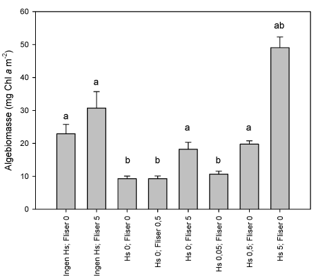 Figur 3.2.17. Algebiomasse (mg Chl a m-²) på fliser i 8 forskellige grupper en uge efter pulseksponering for lambda-cyhalothrin. Signifikante forskelle i algebiomasse mellem grupperne er angivet med bogstaver: a) angiver en signifikant forskel i forhold til kontrolgruppen (Hs 0; Fliser 0), mens b) angiver en signifikant forskel i forhold til ukontaminerede fliser uden dyr (Ingen Hs; Fliser 0). Gennemsnit±SEM, generelt n=10, dog kun n=7 i de to grupper af fliser uden dyr (Ingen Hs; Fliser 0 og Ingen Hs; Fliser 5).
